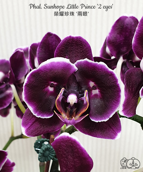 美琪園藝Miki Orchid - 品種詳細頁